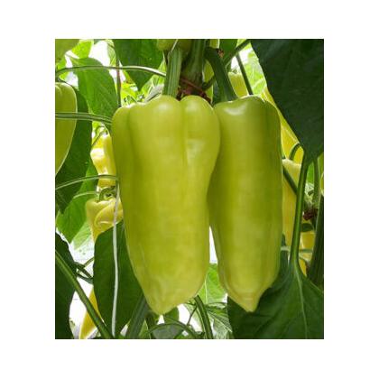 Paprika POSONIUM F1 - 250s