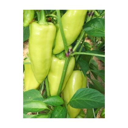 Paprika PROMONTOR F1- 50s