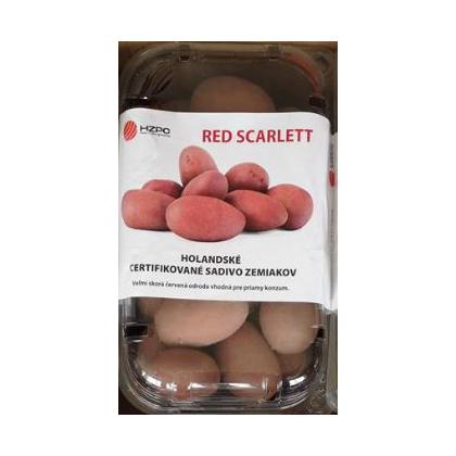 Red Scarlet - holandské sadbové zemiaky 45ks