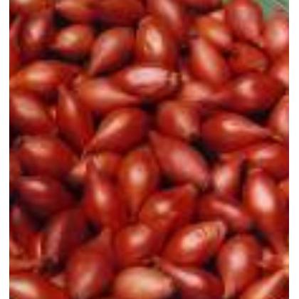 Cibuľa sadzačka Makói 0,3kg