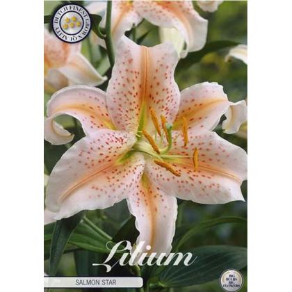 Lilium - Salmon Star 2ks
