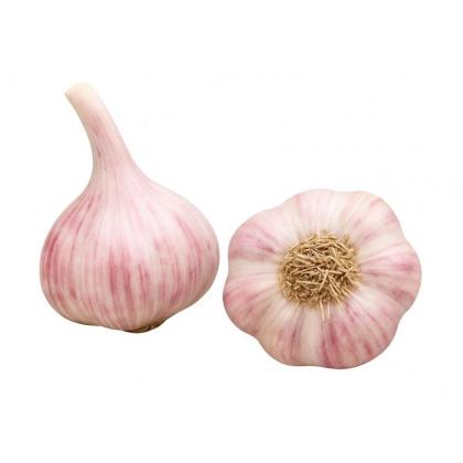 Cesnak ozimný Slavín II. 4ks paličak