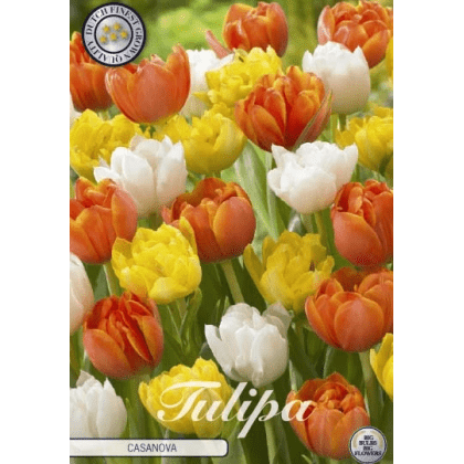 Tulipán - Casanova 10ks