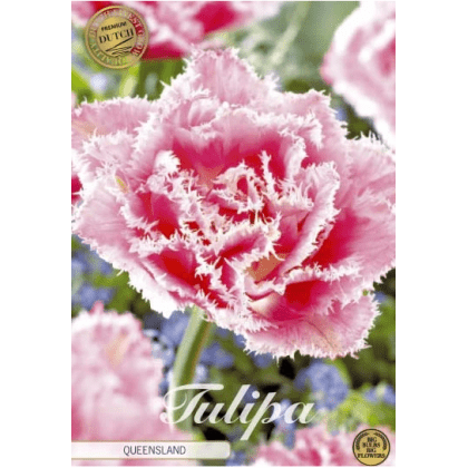 Tulipán Fringed Double- Queensland 7ks