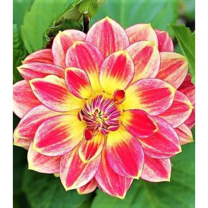 Dahlia - Rembrandt 1ks