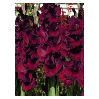 Gladiolus - Balck Star 6ks