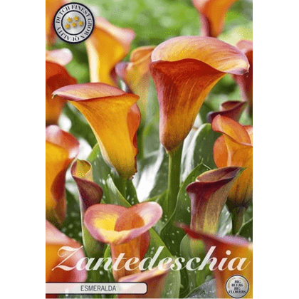 Zantedeschia - Esmeralda 1ks