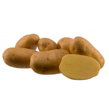 Agria - slovenské sadbové zemiaky 5kg
