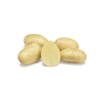 Sylvana - holandské sadbové zemiaky 5kg