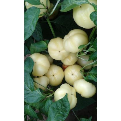 Paprika poľná jabl. pikantná – Zsófi F1, 50 sem.
