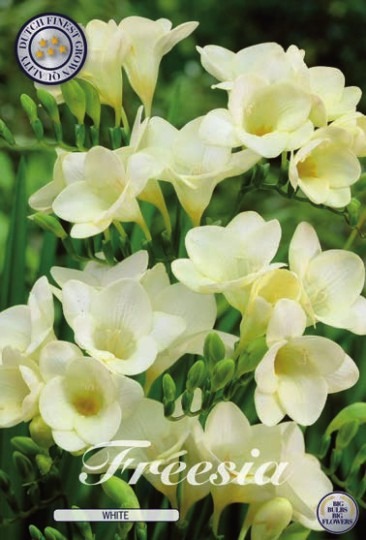 Fresia - Single White 15ks