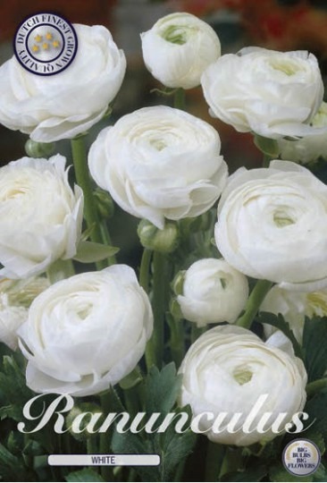 Ranunculus - White 10ks