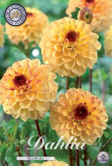Dahlia -Yellow Jill 1ks