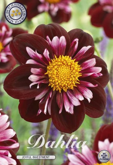 Dahlia -Joyfull Investment 1ks