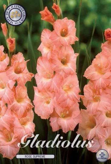 Gladiolus - Rose Supreme 10ks