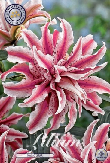 Lilium - Magic Star 1ks