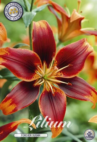 Lilium - Forever Susan 2ks