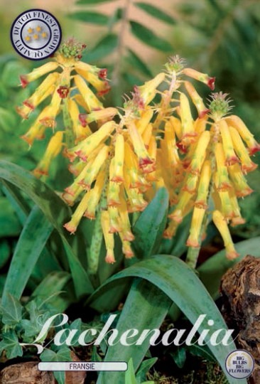 Lachenalia 5ks