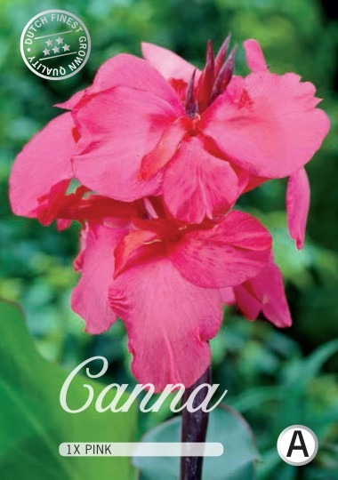 Canna - Pink 1ks