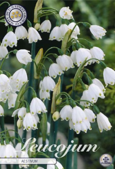 Leucojum Aestivum /Bleduľa/ 10ks