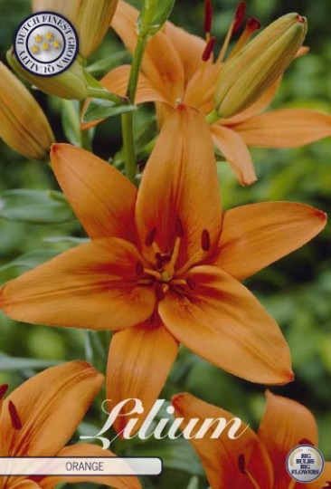 Lilium Asiatic Orange 2ks