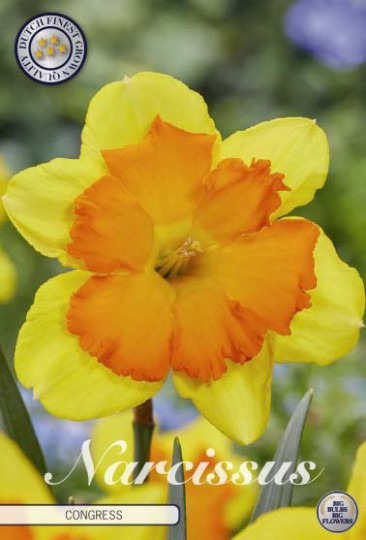 Narcis Splitcrown- Congress 5ks