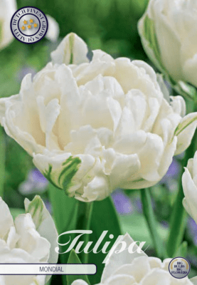 Tulipán Douple Early - Mondial 7ks