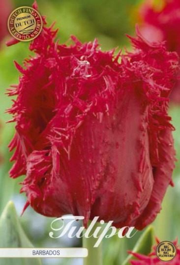 Tulipán Fringed- Barbados 7ks