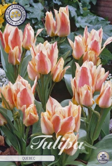 Tulipán Greigii - Quebec 10ks