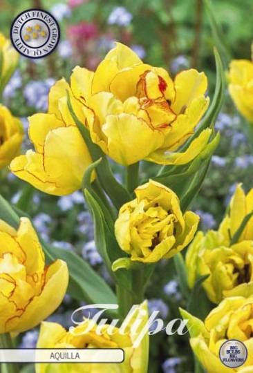 Tulipán Multiflora- Aquilla 7ks Tulipán Multiflora- Aquilla 7ks