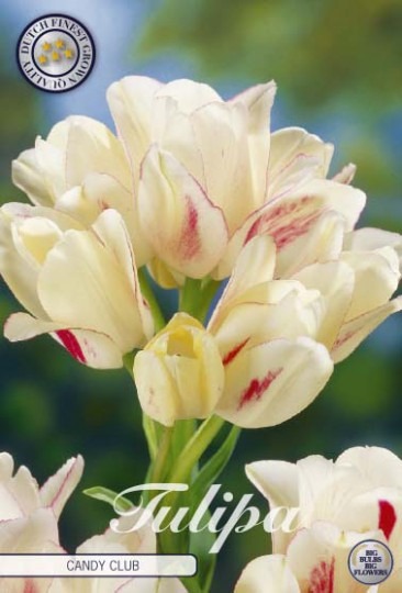Tulipán Multiflora- Candy Club 7ks
