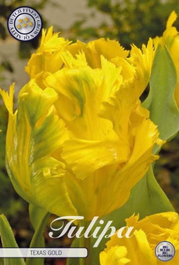 Tulipán Parrot- Texas Gold 7ks