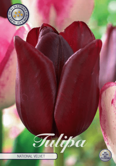 Tulipán triumph- National Velvet 7ks
