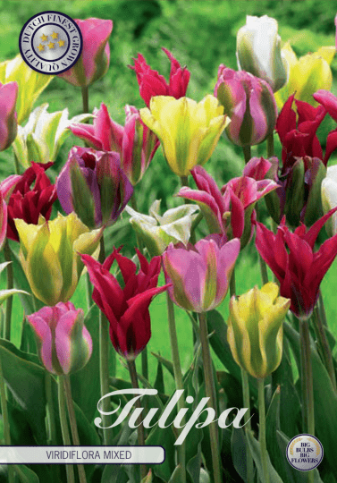 Tulipán Viridiflora- Mix 7ks