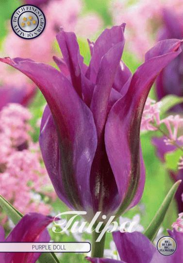 Tulipán Viridiflora- Purple Doll 7ks