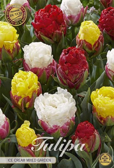 Tulipán Double Late - Ice Cream Mixed Garden 5ks