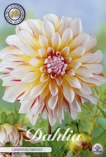 Dahlia -Caribbean Fantasy 1ks