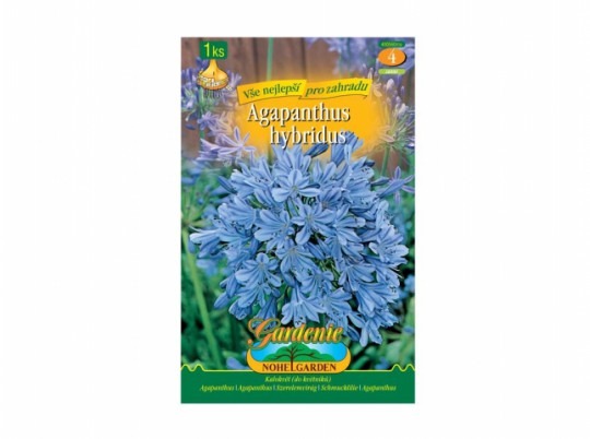Agapanthus - Blue 1ks