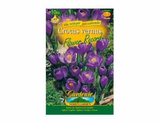 Krókus /Crocus Vernus/- Flower Record 10ks