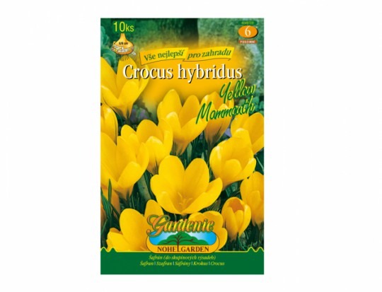 Krókus Yellow Mammouth 10ks