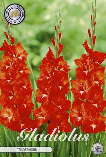 Gladiola Tradehorn 10ks