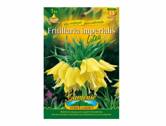 Fritillaria(korunkovka) - Lutea 1ks
