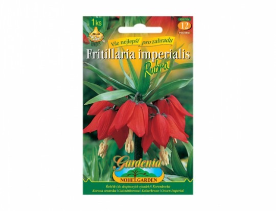 Fritillaria(korunkovka) -Rubra 1ks