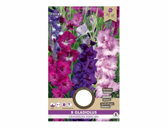 Gladiolus PURPLE mix 8ks