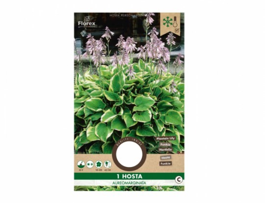 Hosta AUREOMARGINATA 1ks