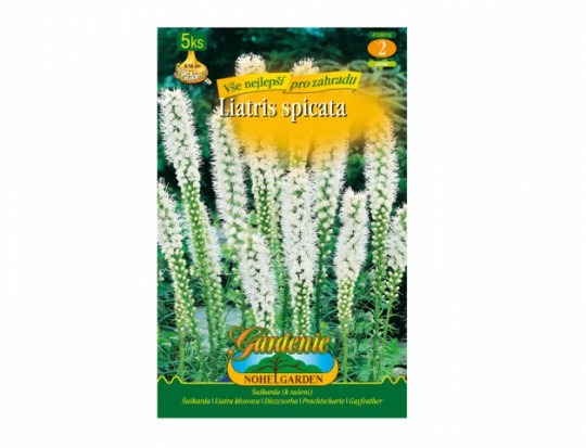 Liatris WHITE 5ks