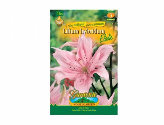 Lilium - Elodie 1ks