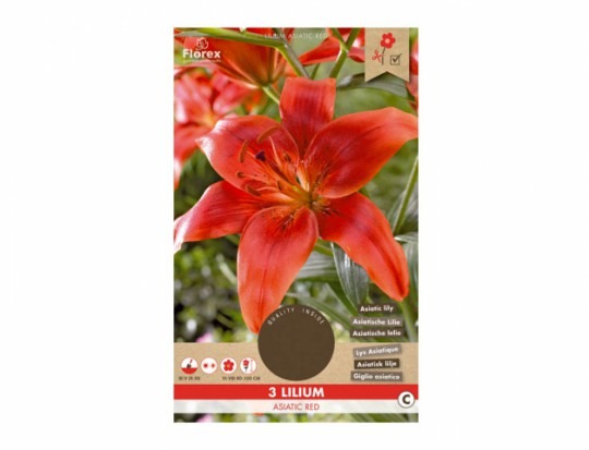 Lilium asiatic - Red 3ks