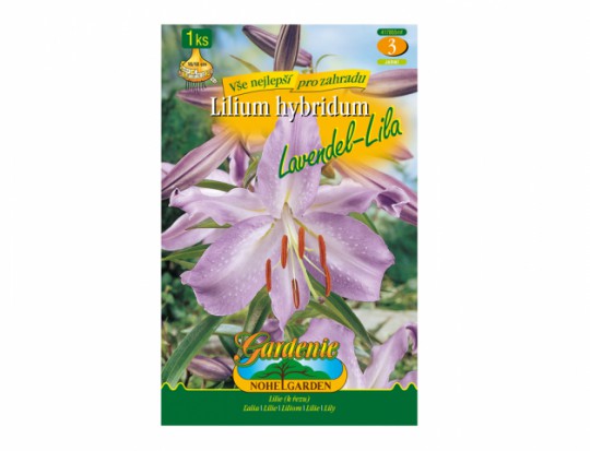 Lilium LAVENDEL-LILA 1ks