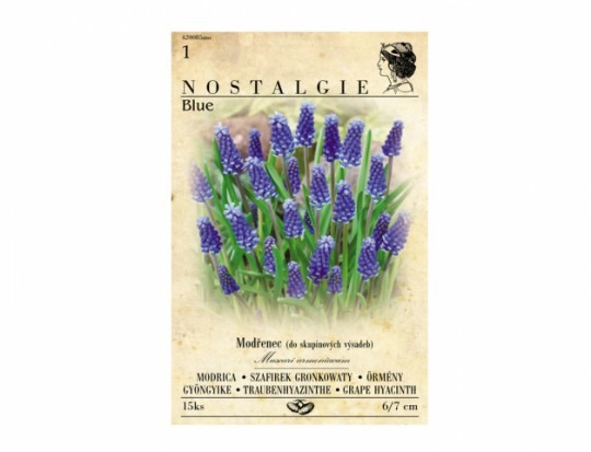 Modrica /Muscari/ 15ks